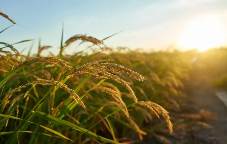 Nematoide-das-galhas reduz a produtividade do arroz e desafia o manejo nas lavouras