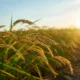 Nematoide-das-galhas reduz a produtividade do arroz e desafia o manejo nas lavouras