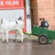 Passo do Sobrado celebra Colono e Motorista com desfile e encontro inédito de carros de boi