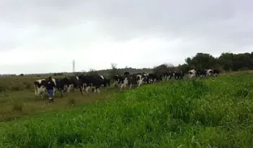 Pastagens de inverno avançam no RS, mas excesso de chuva ainda preocupa produtores