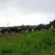 Pastagens de inverno avançam no RS, mas excesso de chuva ainda preocupa produtores