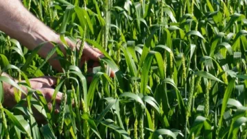 Semeadura do trigo chega a 93% da área prevista no Rio Grande do Sul