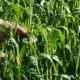 Semeadura do trigo chega a 93% da área prevista no Rio Grande do Sul