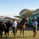 Expointer 2026 começa neste sábado com quase 8 mil animais, agricultura familiar, tecnologia e atrações culturais