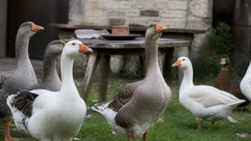 Brasil proíbe produção e venda de foie gras obtido por alimentação forçada