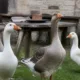 Brasil proíbe produção e venda de foie gras obtido por alimentação forçada
