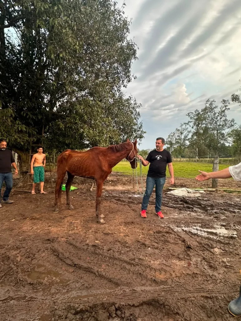 Cavalo em situação de maus-tratos é resgatado em Cerro Alegre Baixo