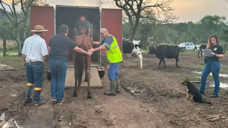 Cavalo em situação de maus-tratos é resgatado em Cerro Alegre Baixo