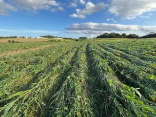 Dia Nacional do Campo Limpo: agricultura regenerativa ganha espaço com iniciativas de conservação