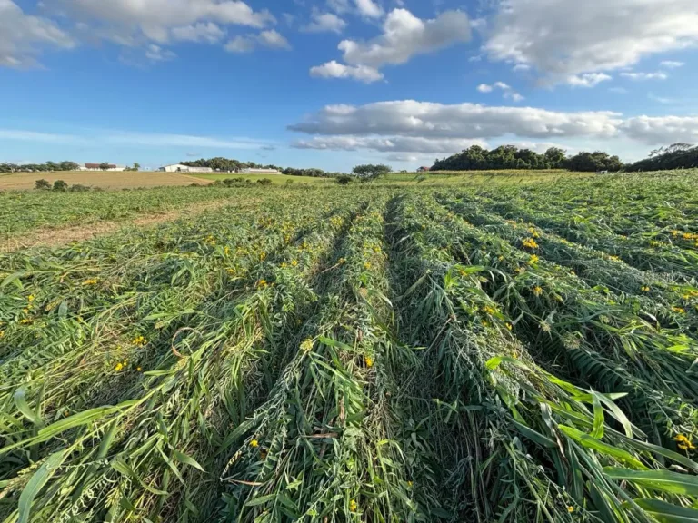 Dia Nacional do Campo Limpo: agricultura regenerativa ganha espaço com iniciativas de conservação