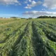 Dia Nacional do Campo Limpo: agricultura regenerativa ganha espaço com iniciativas de conservação