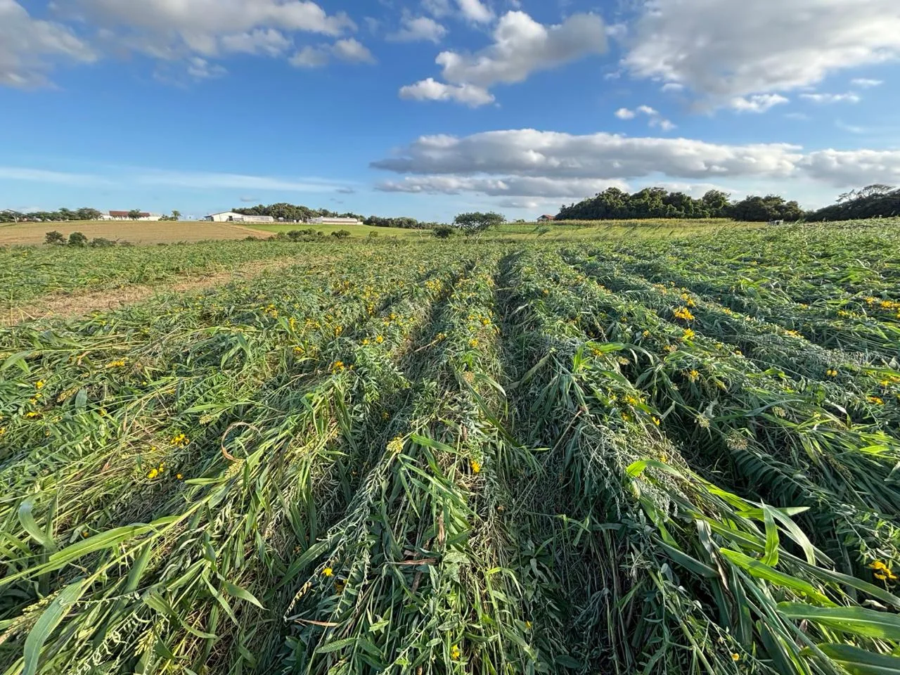 Dia Nacional do Campo Limpo: agricultura regenerativa ganha espaço com iniciativas de conservação