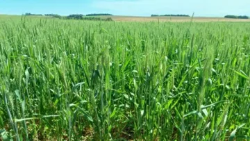 Florescimento do trigo começa no RS, mas excesso de umidade exige atenção