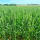 Florescimento do trigo começa no RS, mas excesso de umidade exige atenção