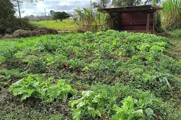 Agroflorestas mostram alternativas para diversificar a produção na Expointer