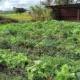 Agroflorestas mostram alternativas para diversificar a produção na Expointer