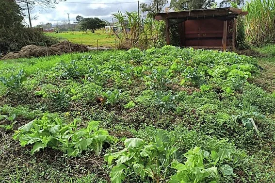 Agroflorestas mostram alternativas para diversificar a produção na Expointer