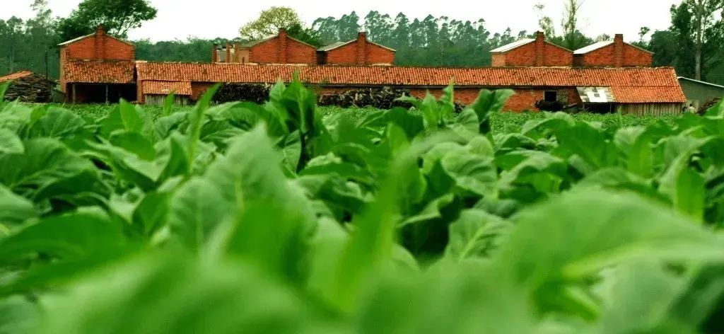 Venâncio Aires é o quinto maior produtor de tabaco do Brasil; Vale do Rio Pardo tem quatro municípios entre os 30 primeiros