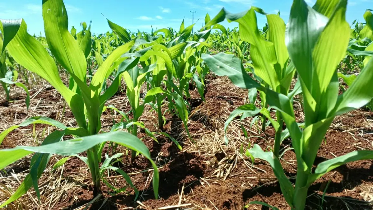 Chuvas dificultam avanço das lavouras no RS; plantio do milho chega a 80%