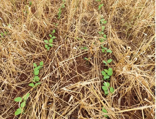 Chuvas limitam plantio da soja e dificultam colheita de inverno no RS