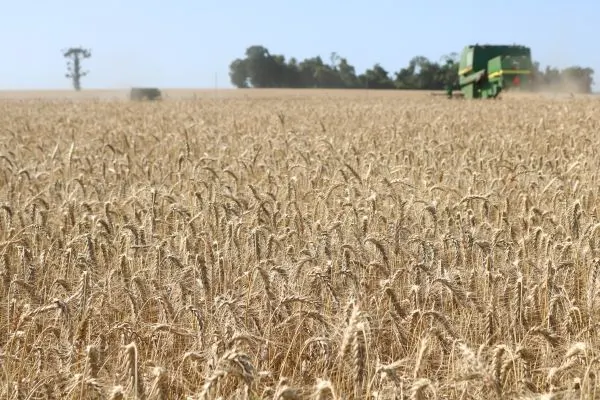 Produção de trigo no RS deve cair 37,48% em 2026, estima Emater