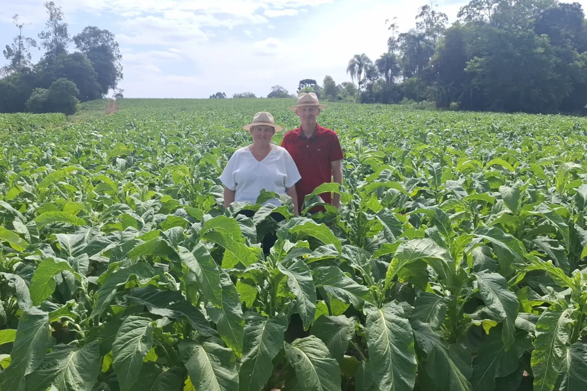 Vera Cruz sediará abertura oficial da colheita do tabaco em 6 de novembro